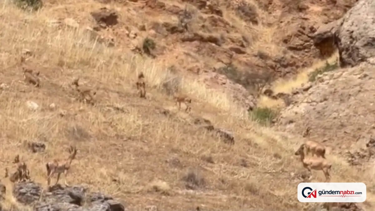 Malatya'da Koruma altındaki yaban keçileri sürü halinde görüntülendi
