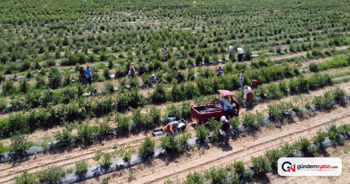 Ordu'da erken fındık hasadı başladı