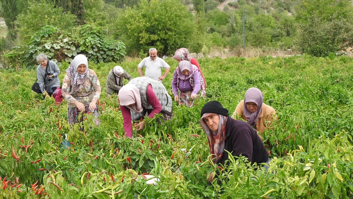 Adana'da biber hasadı: İşçiler günde 1250 lira kazanıyor