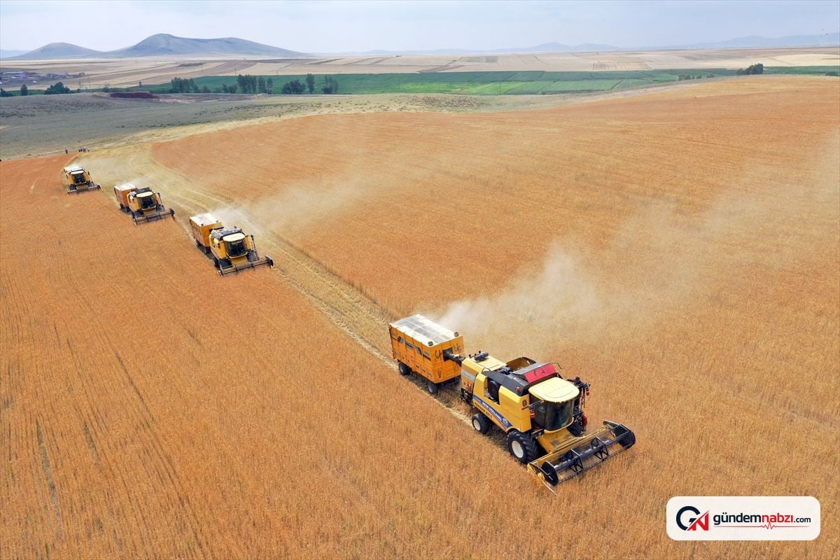 Kars'ta yerli Taner buğdayı hasadından yüksek verim beklentisi