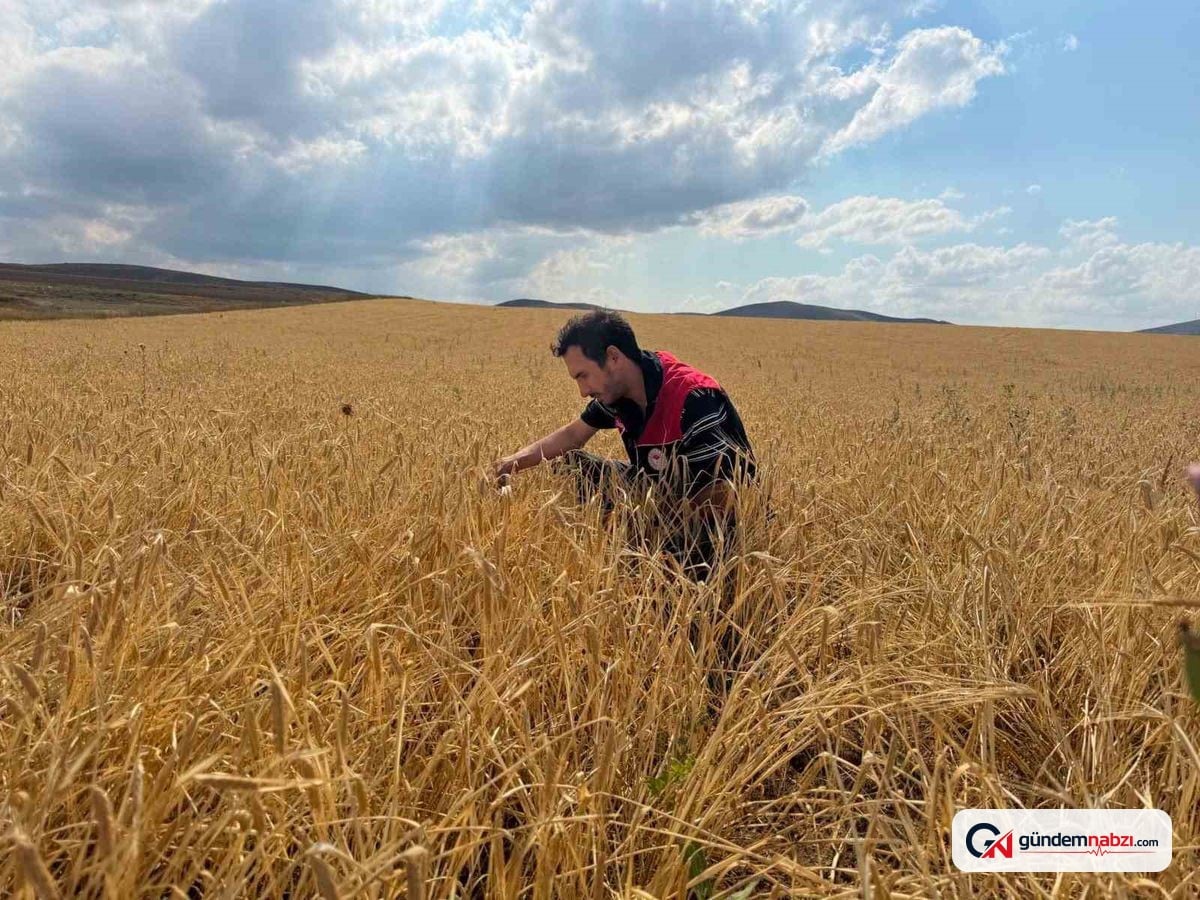 Bayburt'ta hububat tarlalarında sarı pas hastalığına karşı kontroller yapıldı