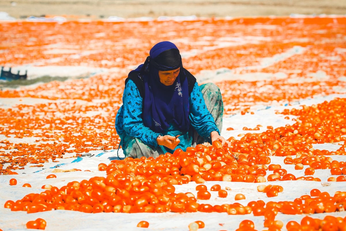 Manisa'da domates hasadı başladı, Gediz Ovası kırmızıya büründü