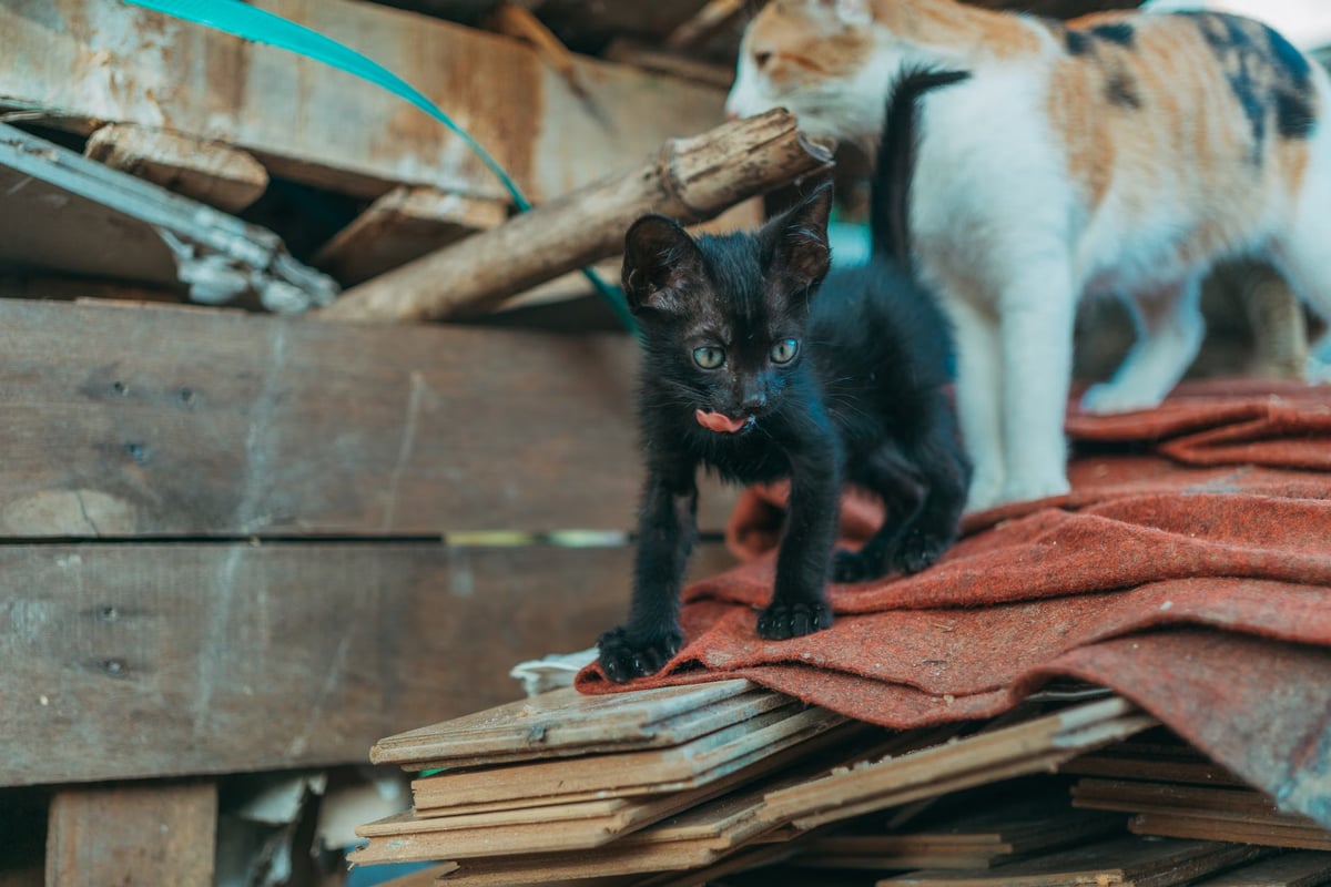 Rize'de su borusuna sıkışan kedi yavrusu kurtarıldı