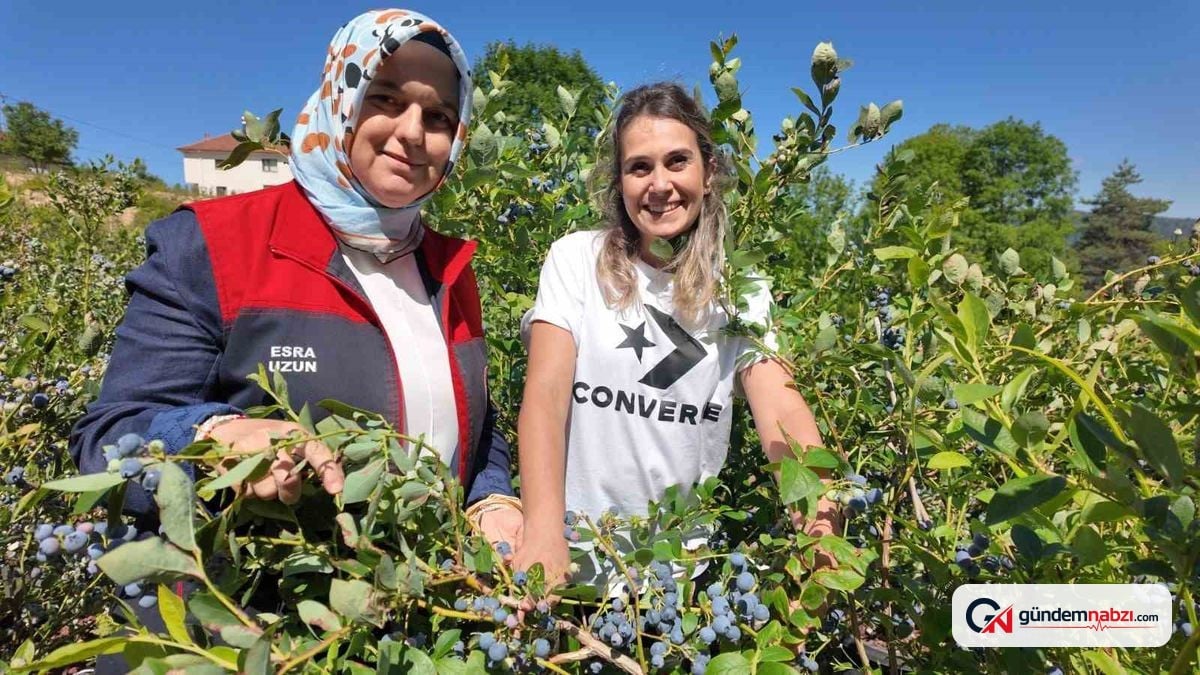 Düzce'de alternatif tarım ürünü yaban mersini yaygınlaşıyor