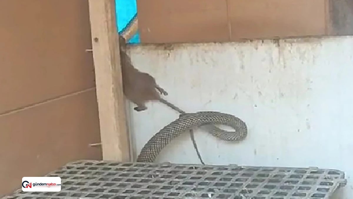 Manisa'da yılan, kümese giren fareyi yakaladı