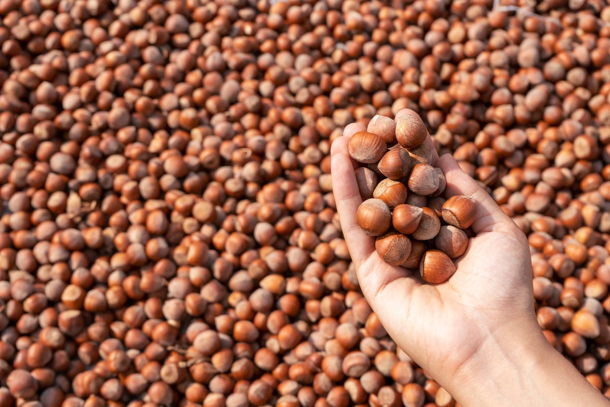 Düzce'den AB ülkelerine 6 bin 667 ton fındık gönderildi