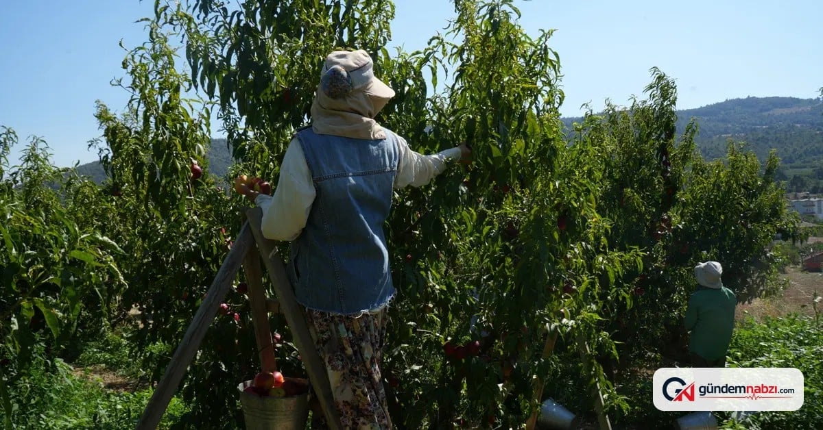 Nektarin fiyatları geçen yıla göre düştü