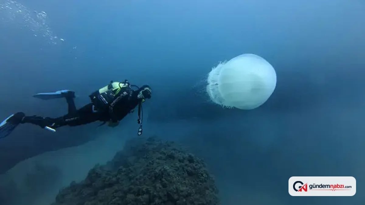 Antalya'nın su altı dünyası dalış tutkunlarının gözdesi