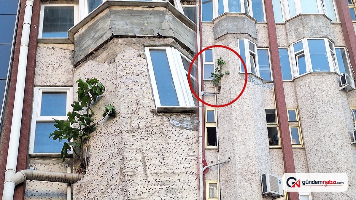 Zonguldak'ta binanın duvarında incir ağacı büyüdü
