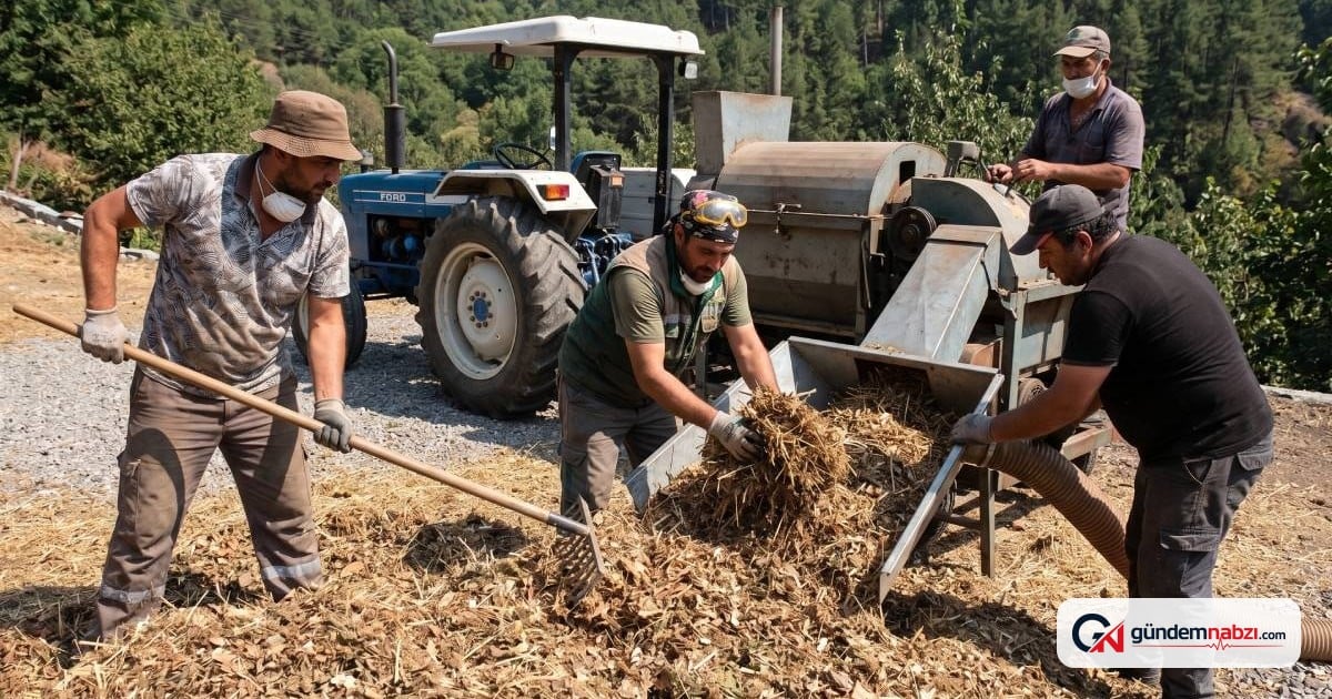 Ordu'da fındık patozcuları 50 gün çalışarak saatlik 6 bin TL kazanıyor