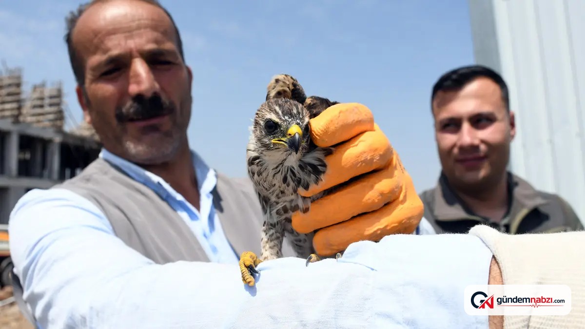 Kars'ta inşaat işçilerinin bulduğu yavru gökdoğan koruma altında