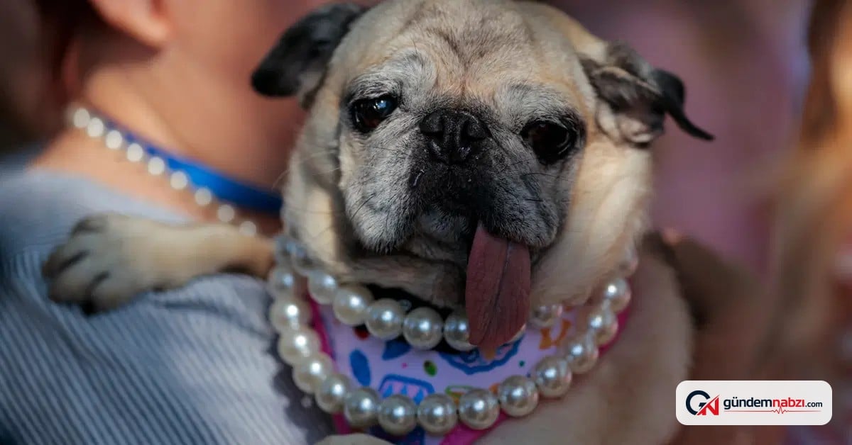 2026'nın en çirkin köpeği seçildi