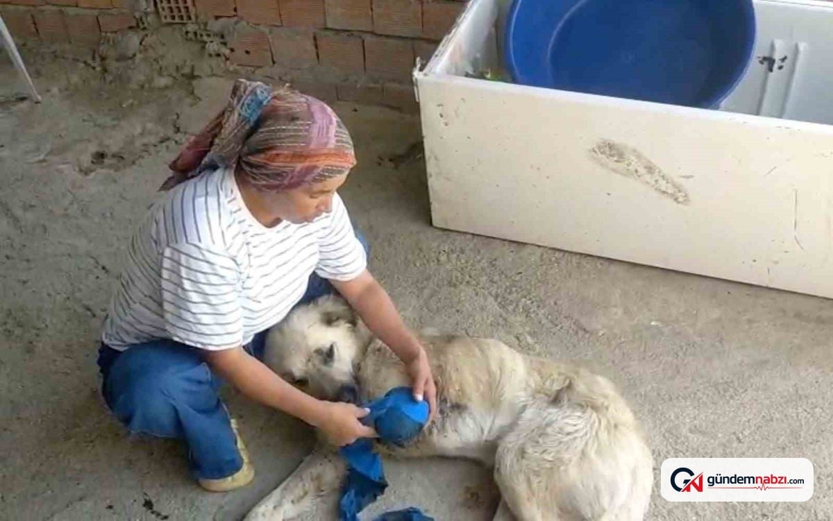 Çoban köpeği kurşunlandı, sahibi adalet istiyor