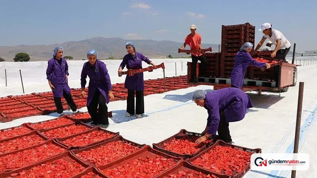 İzmir, domates üretiminde 1’inci sıraya çıkmayı hedefliyor