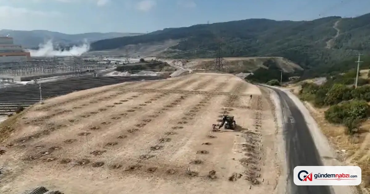 Manisa'da termik santralin atık ısısıyla salkım domates üretilecek