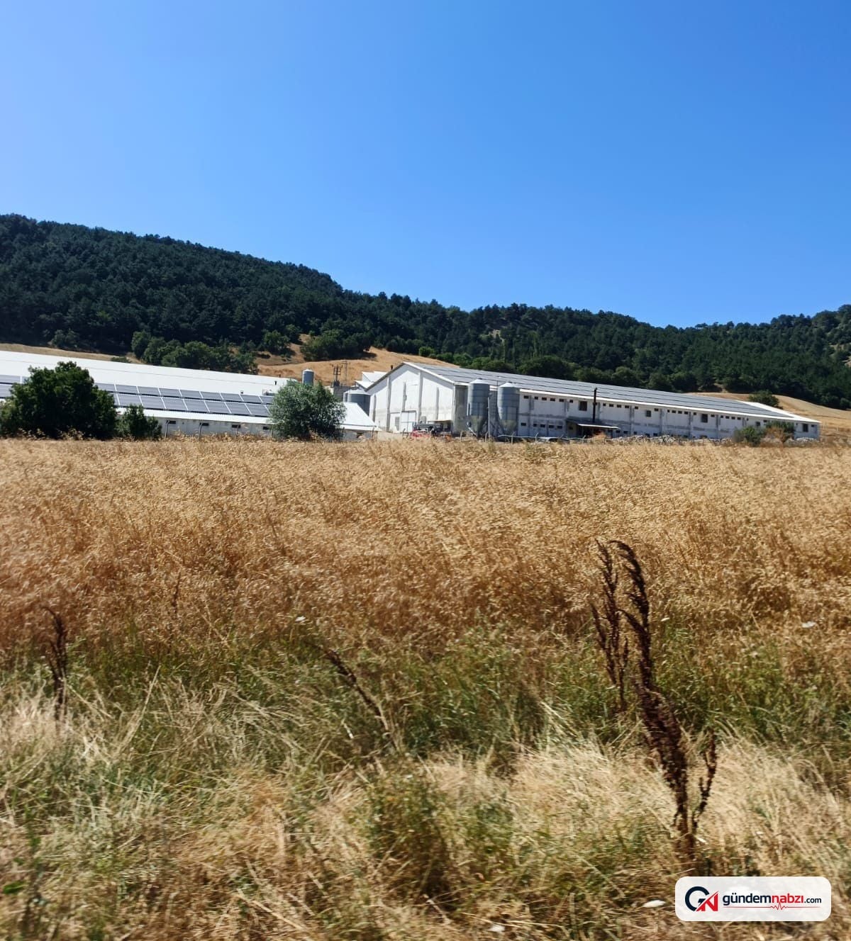 Bolu'da hindi çiftliğinde yangın çıktı