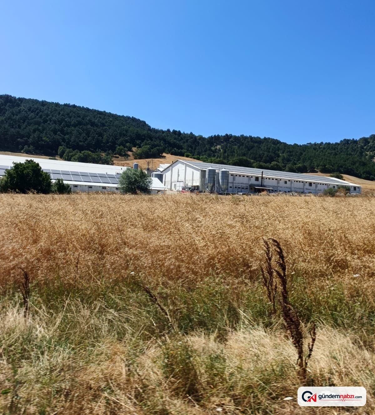 Bolu'da hindi çiftliğinde yangın çıktı