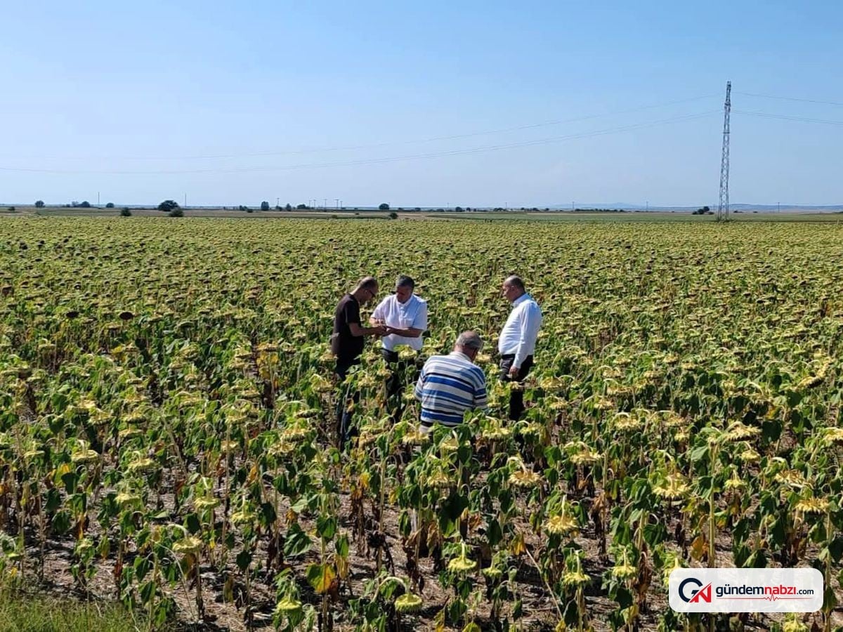 Kırklareli'nde yerli ayçiçeği tarlasında inceleme yapıldı