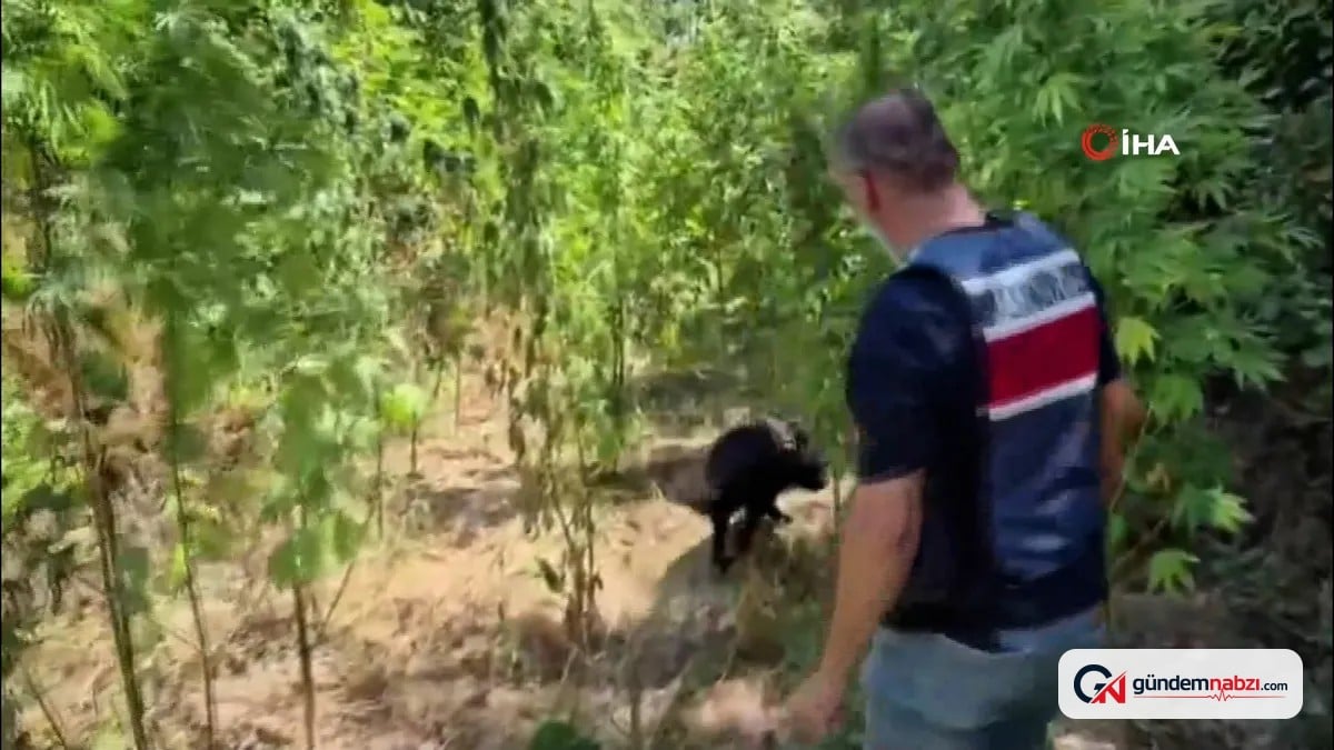 Hatay'da ormanlık alanda 915 kök kenevir ele geçirildi