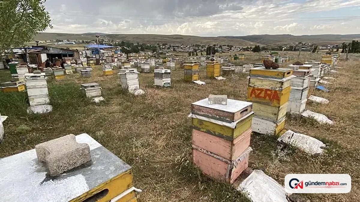 Kars'ta arıcılar dolu ve fırtınaya karşı taşla önlem alıyor