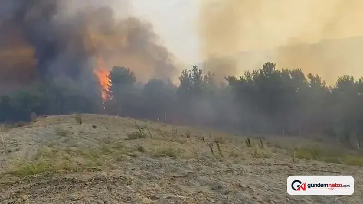 Manisa'nın Akhisar ilçesinde orman yangınına müdahale ediliyor