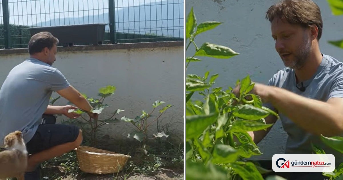 Gökmen Kasabalı köyüne yerleşti, bahçesinde hasat yapıyor