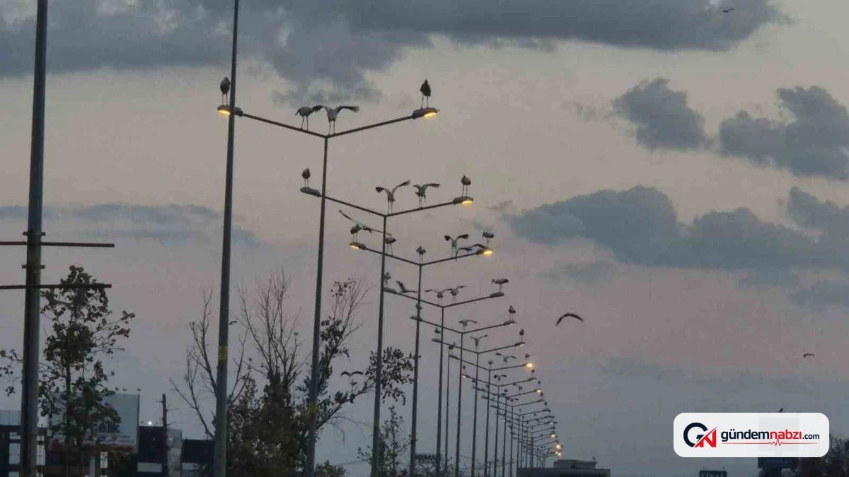 Çorlu girişinde leylekler ağaçları ve direkleri süsledi
