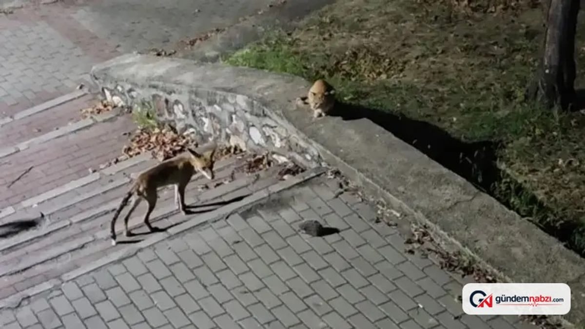 Bursa'da tilki, kedi ve kirpi parkta böyle karşılaştı