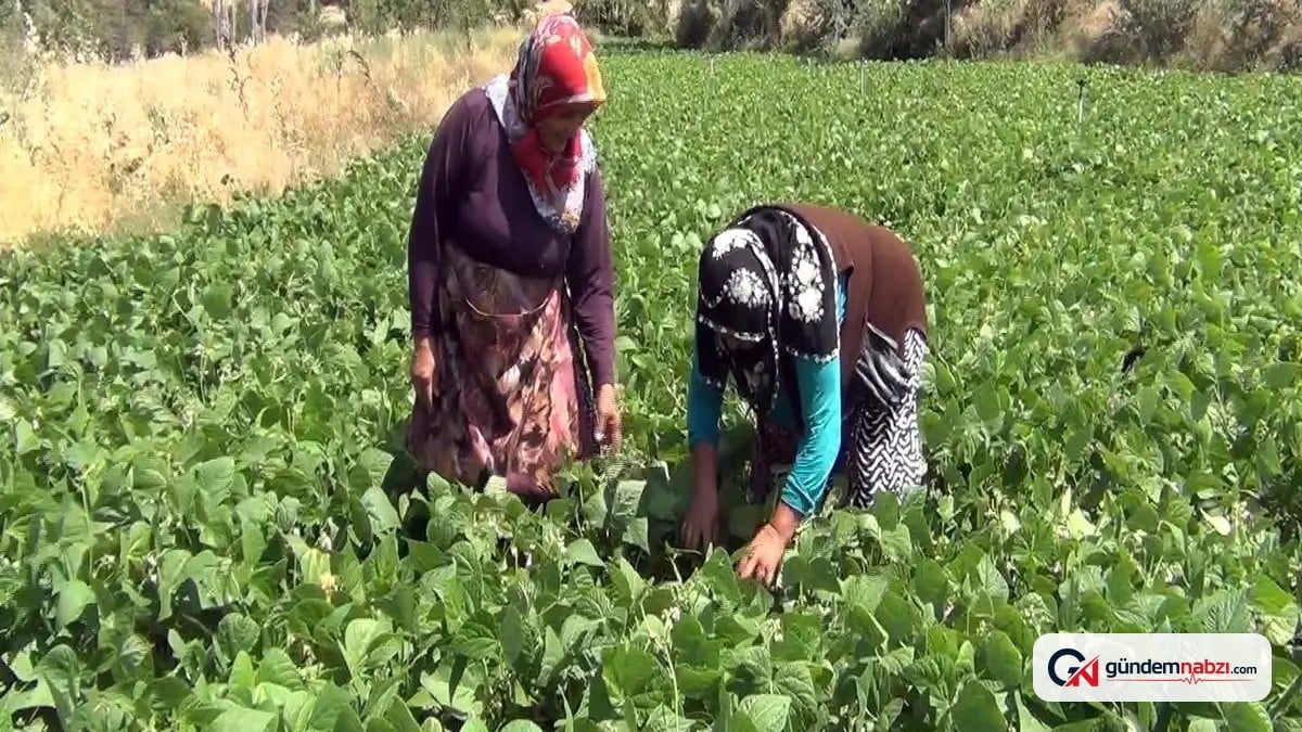 Çorum'un Mecitözü ilçesinde çiftçiler doğrudan üretim yapıyor