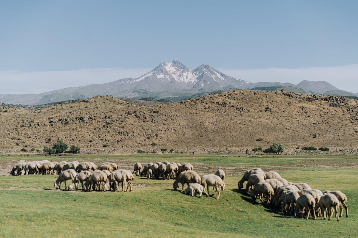 Tunceli Ovacık'ta tüfeği kazayla ateş alan çoban yaralandı