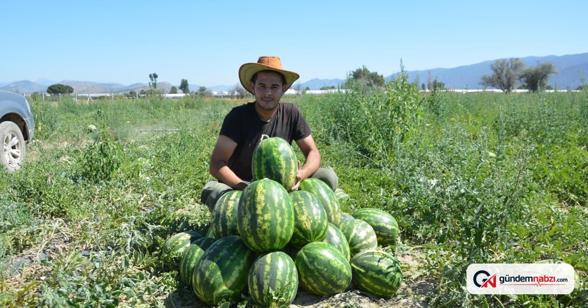 Antalya'da yayla karpuzu hasadı başladı