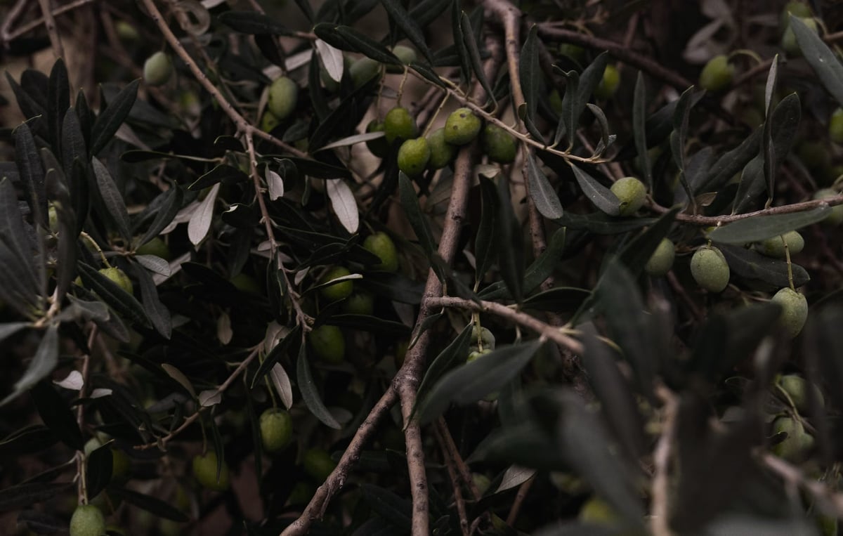 Muğla Menteşe'de zeytin bahçelerinde verticillium solgunluğu denetimi