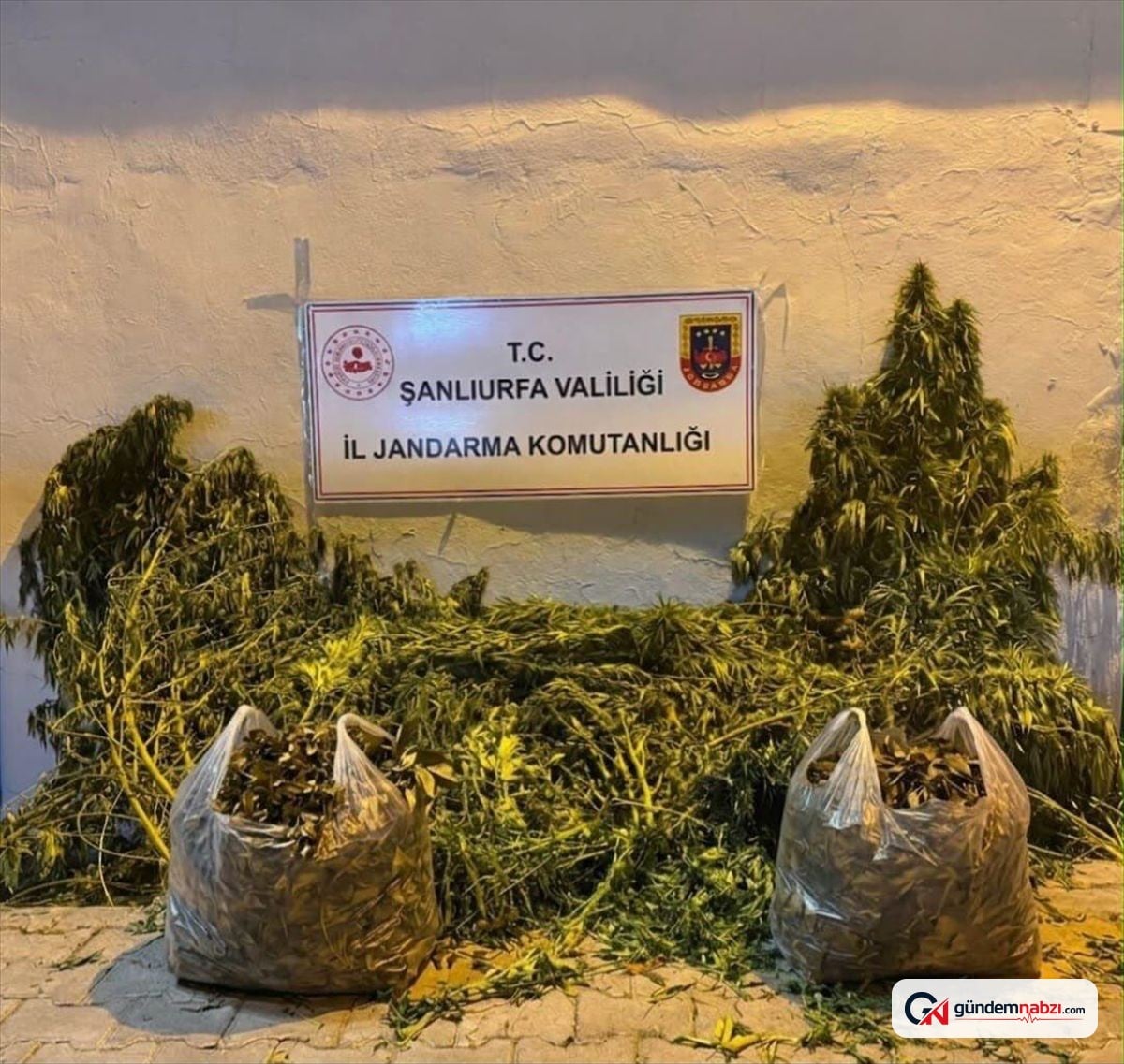 Eyyübiye ve Halfeti'de uyuşturucu operasyonunda 628 kök kenevir ele geçirildi