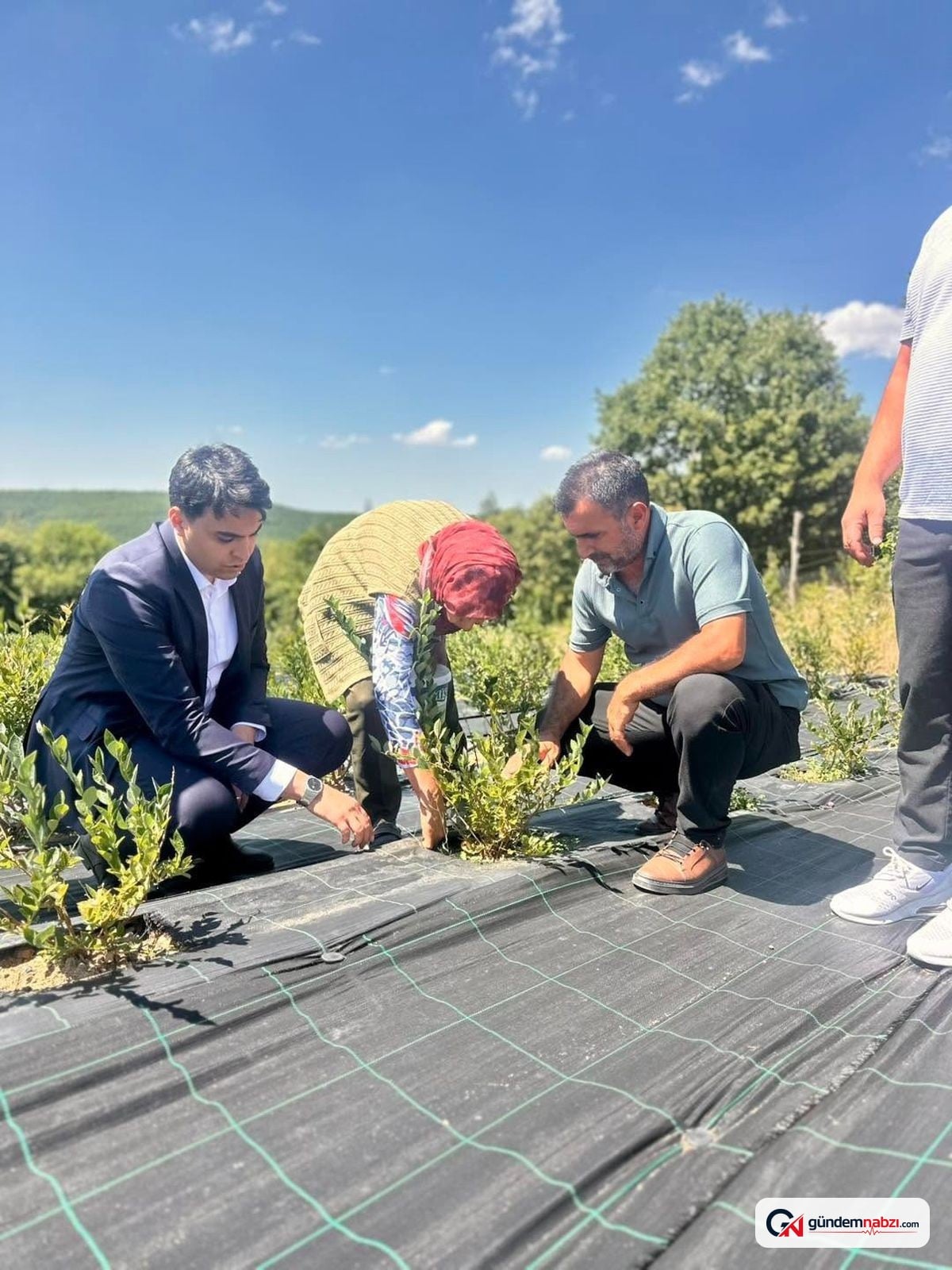 Bilecik'te yaban mersini hasadı incelendi