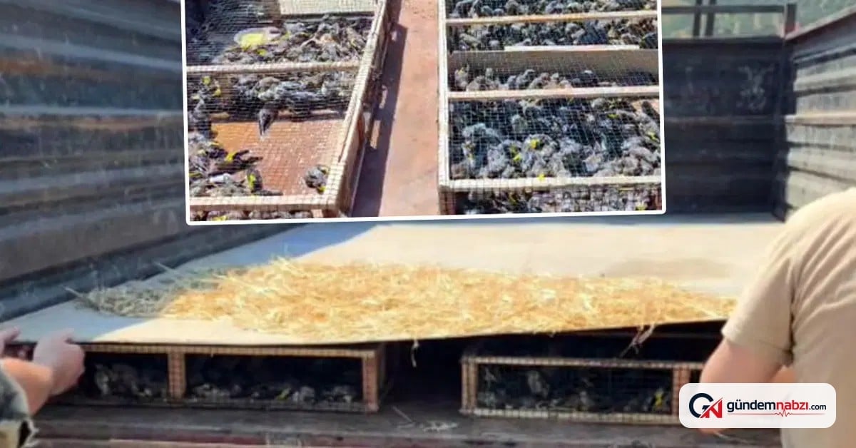 Hatay'da traktörde 2 bin 114 saka ele geçirildi