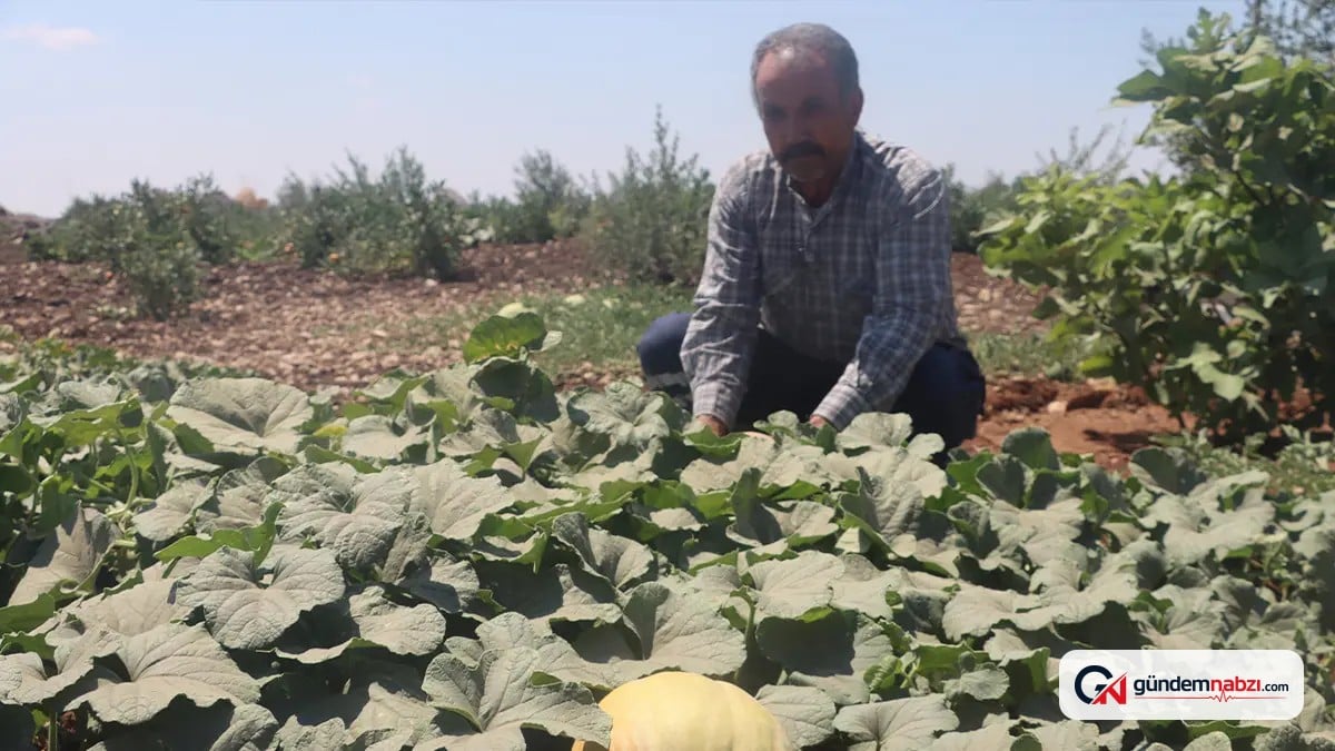 Su kullanılmadan yetiştirilen Keşlik kavunu ve karpuzu dikkat çekiyor