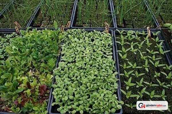 Hamadan'da yılda 24 bin ton tıbbi bitki elde ediliyor