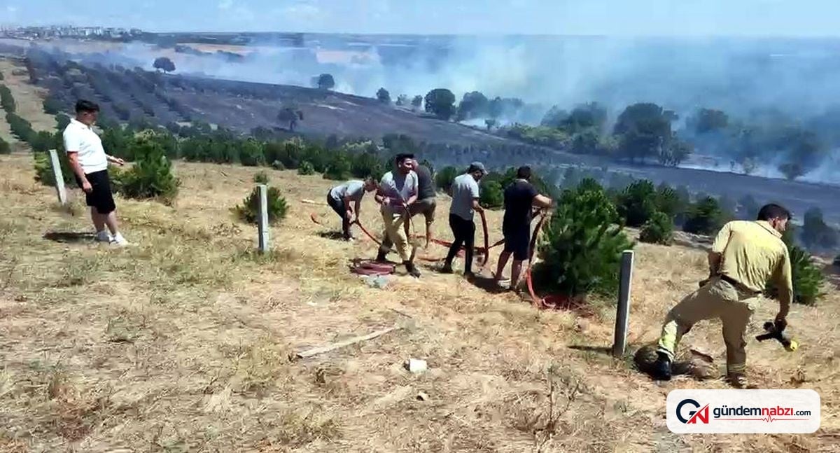 Tekirdağ'da orman yangını: 100 dekar alan zarar gördü