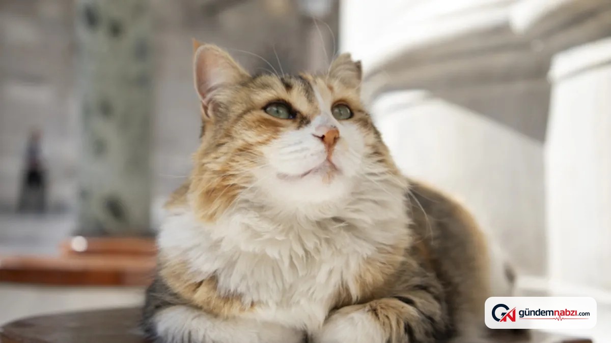 Kedi ve köpek tırmalamasını hafife almayın, uzman uyardı