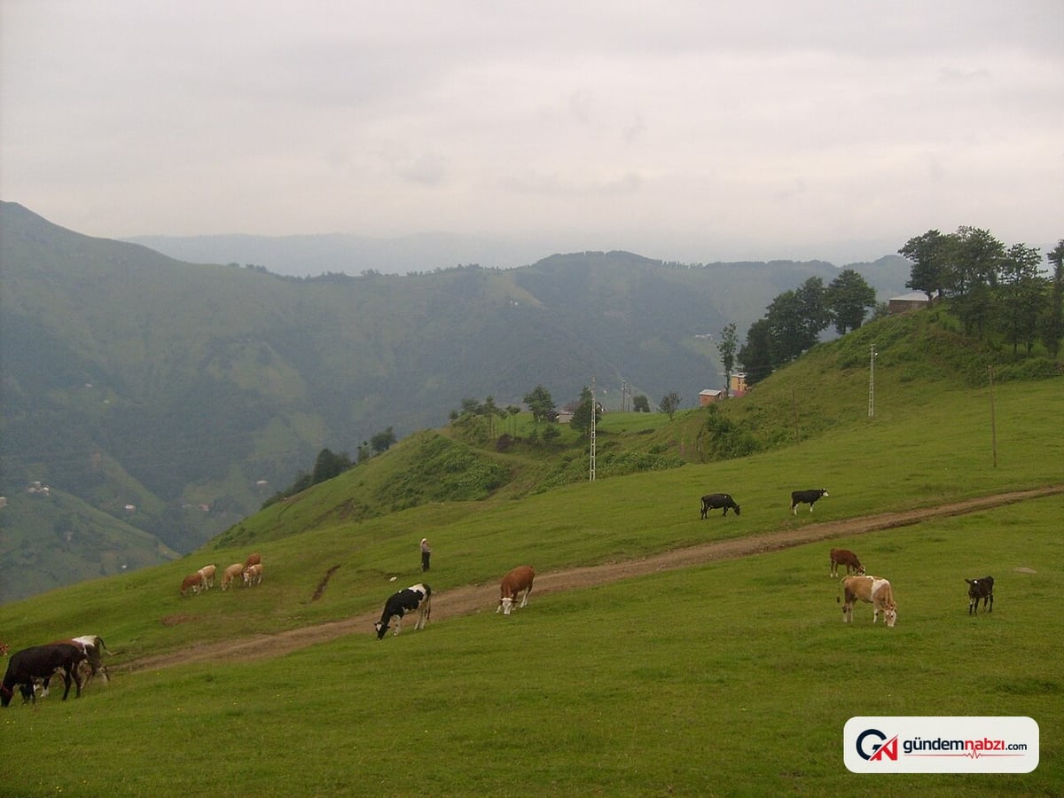 Trabzon'da odunlukta çıkan yangında bir kişi yaralandı