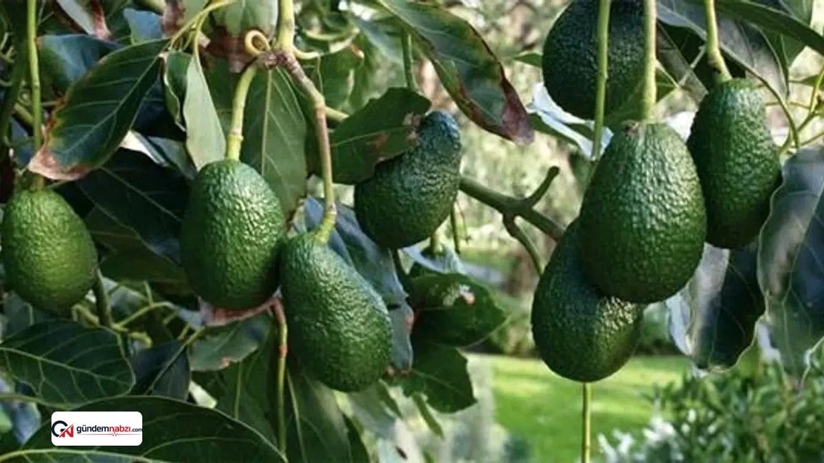 Antalya Alanya'da avokado hasadı başladı, bölge temsilcileri aranıyor