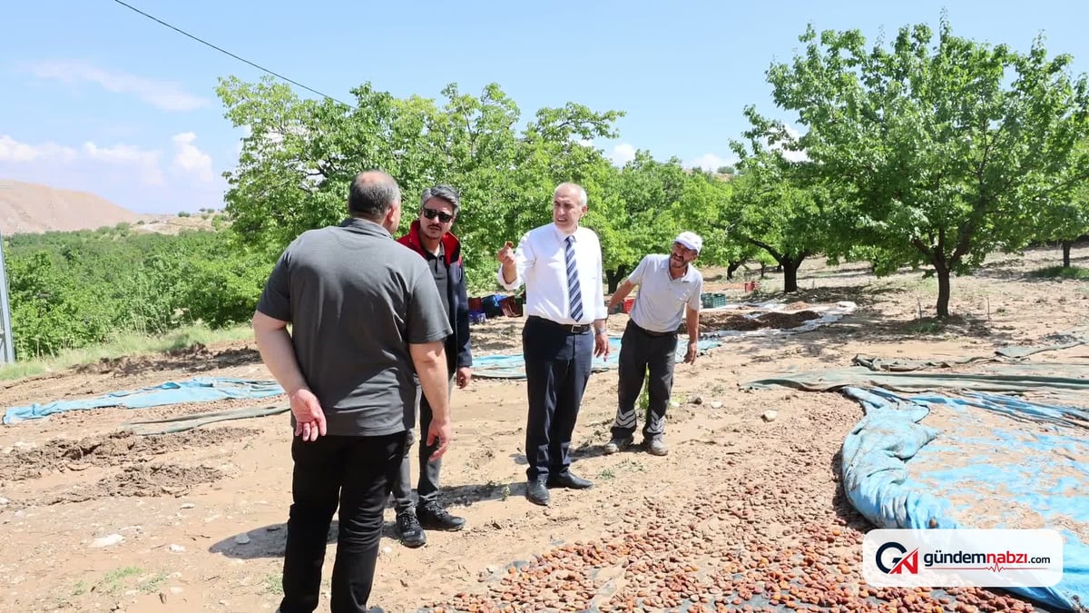 Hekimhan'da aşırı yağış kayısı ağaçlarını etkiledi