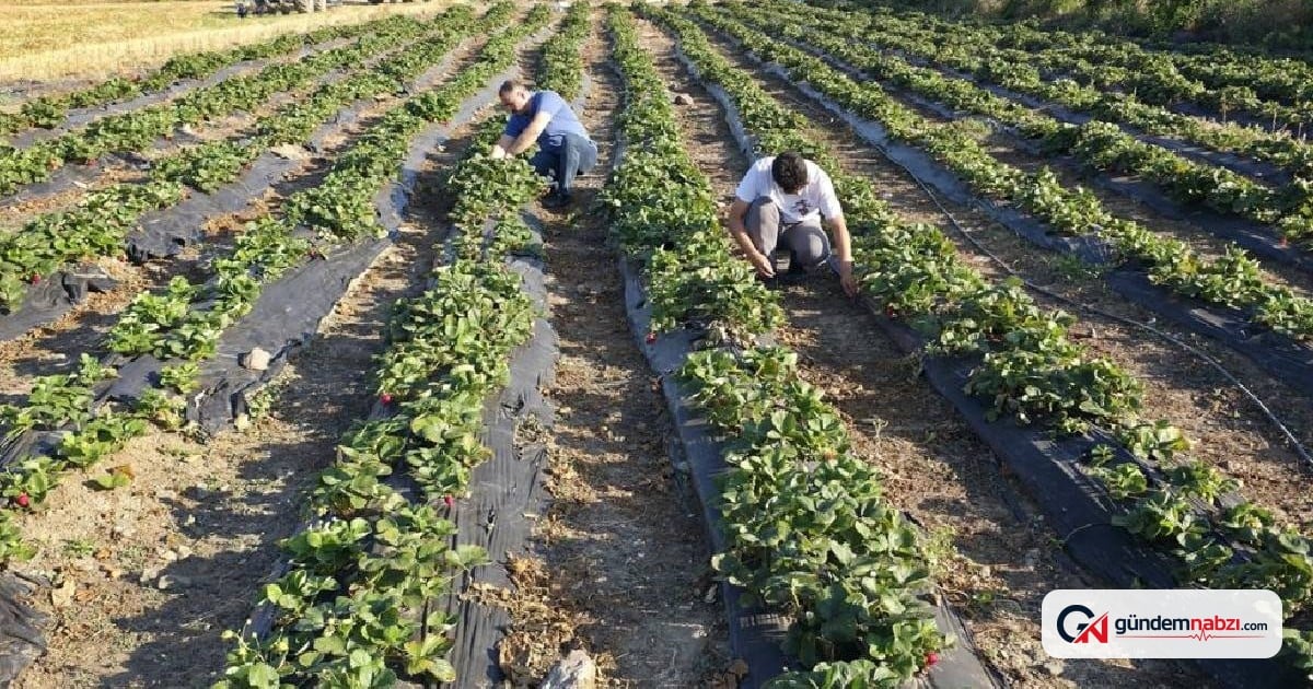 Amasya'da çilek üreticisi yoğun siparişlere yetişemiyor