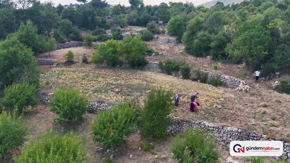Mersin Büyükşehir Belediyesi yerel tohumları koruyor