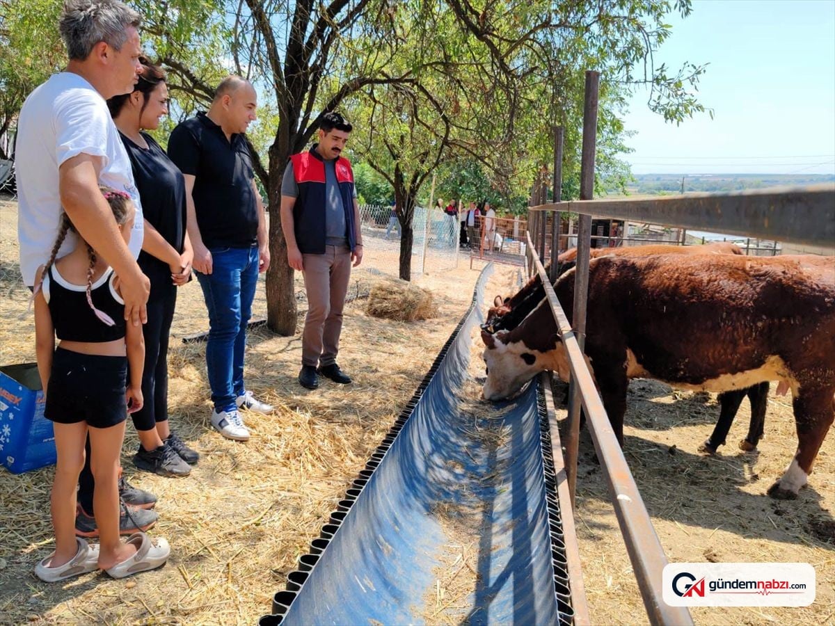 Kırklareli'nde üreticilere büyükbaş hayvan teslim edildi
