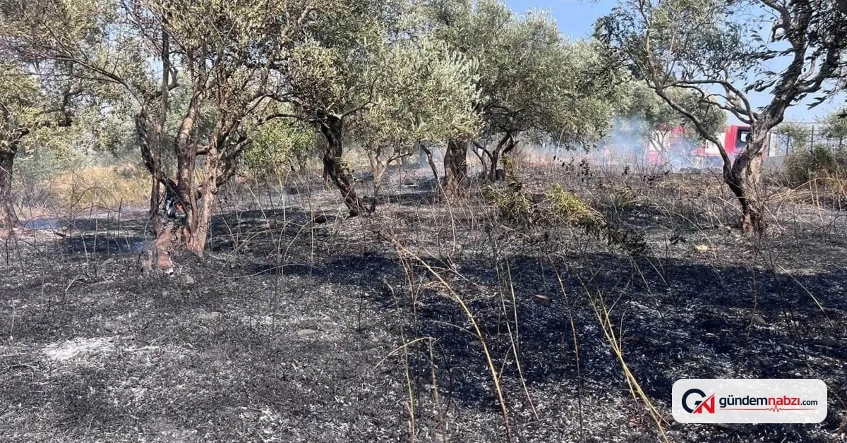 Defne'de zeytinlik alanda yangın çıktı