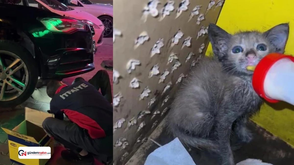 Bolu'da Otomobilin motorunda sıkışan yavru kedi kurtarıldı