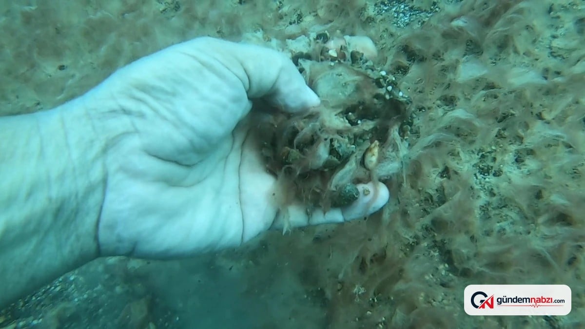 Antalya kıyılarında deniz tabanı peltemsi tabakayla kaplandı