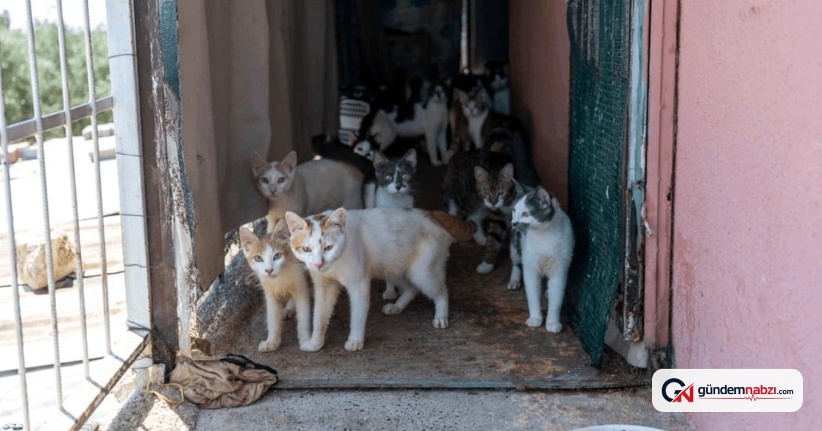 Mersin'de evde 100'e yakın kedi sağlıksız koşullarda bulundu