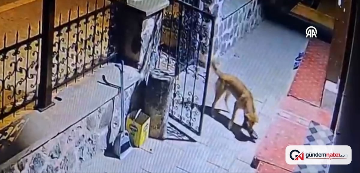 Çankırı'da köpek, müezzinin ayakkabılarını çaldı